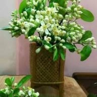 Phạm Thanh Hương